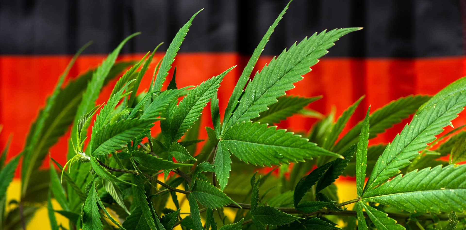 "Ondes de choc positives" : L'Allemagne accélère le processus de légalisation du cannabis