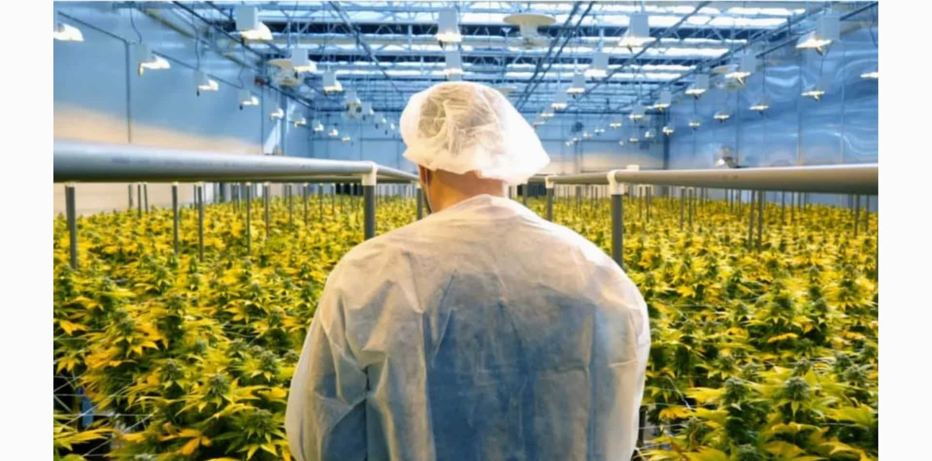 COVID-19 laisse sa marque sur l'industrie du cannabis, selon les initiés