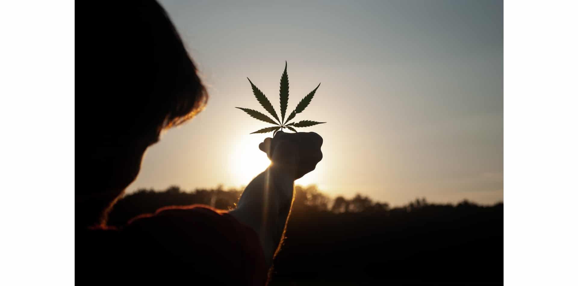 Allemagne : les gagnants et les perdants du cannabis récréatif