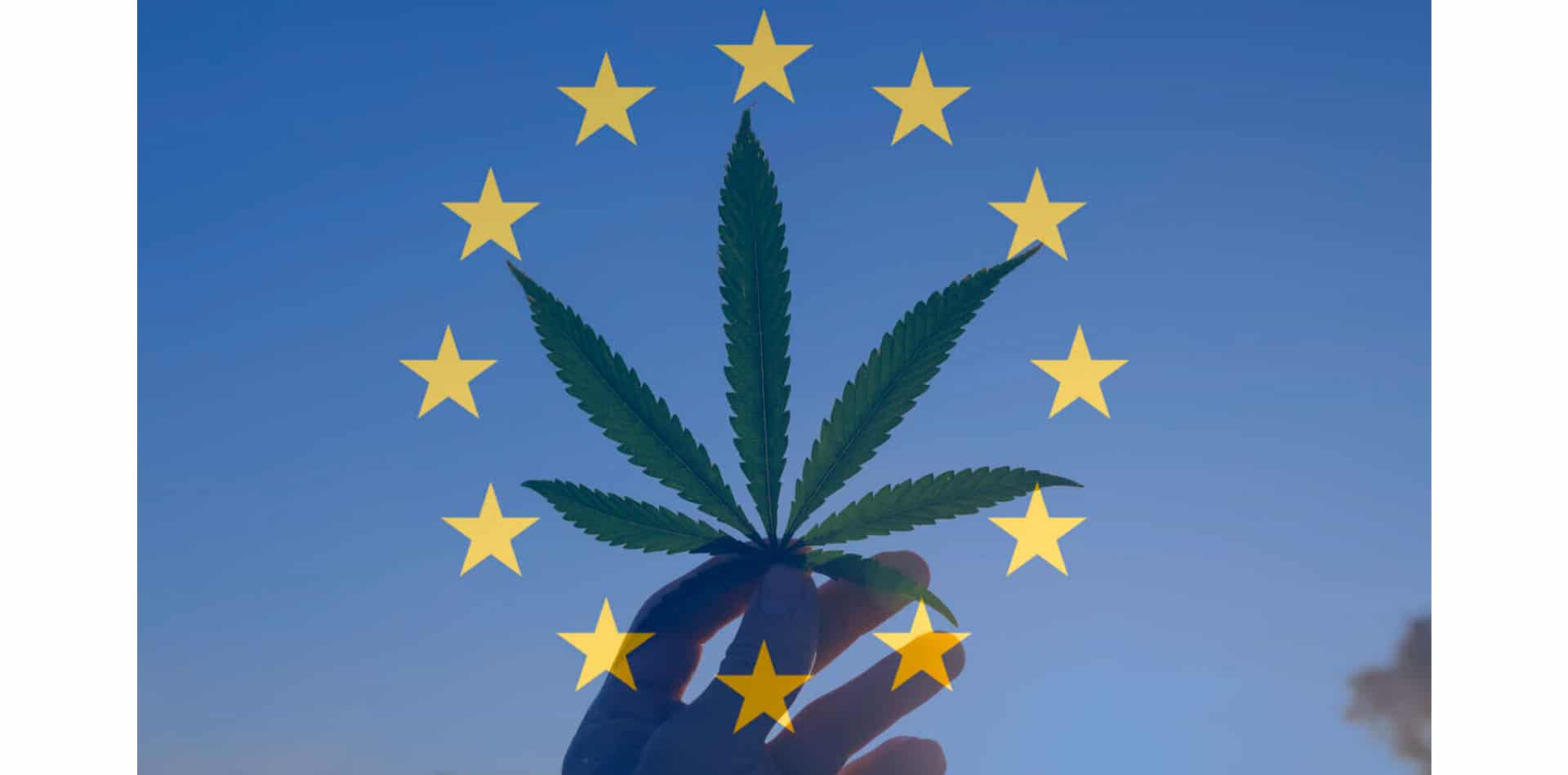 La légalisation de la marijuana en Allemagne va mettre le feu aux poudres en Europe, selon ce PDG de l'industrie du cannabis