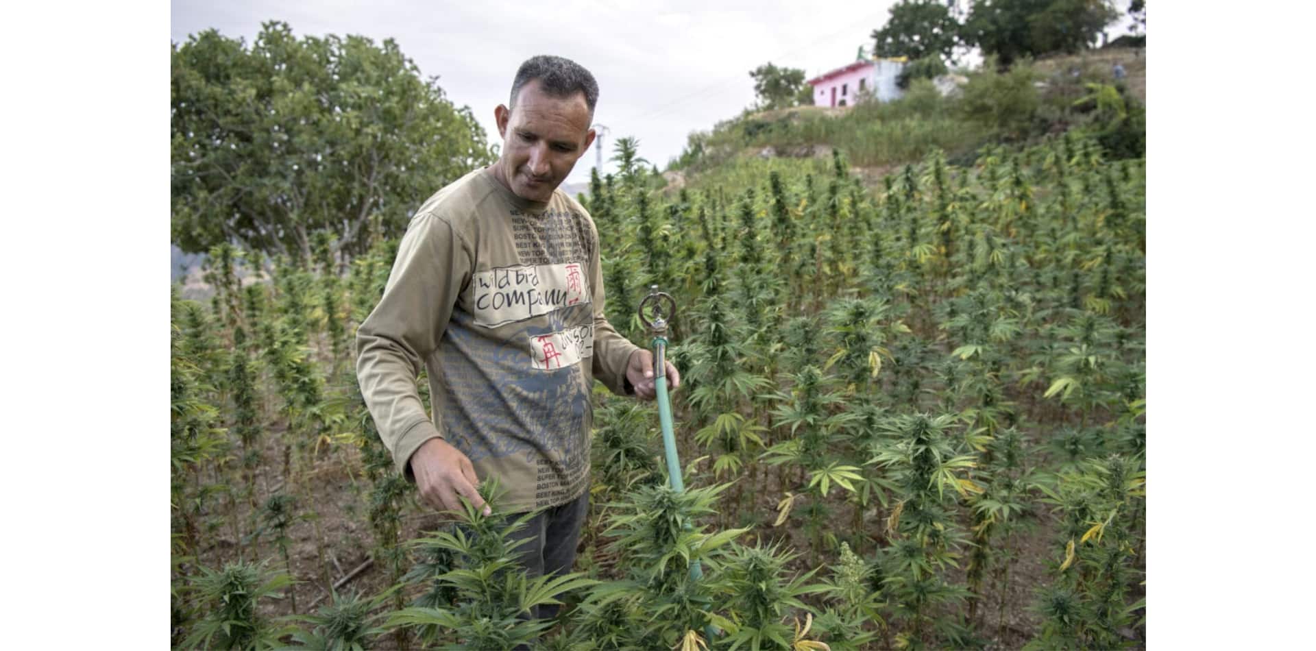 Maroc : Législation sur le cannabis, mais le diable se cache dans les détails