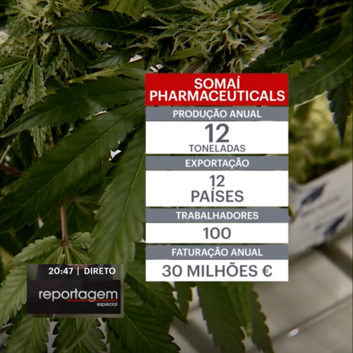 “Portugal está a estabelecer-se como um centro de cultivo e produção de canábis medicinal na Europa” – Michael Sassano, SOMAÍ Pharmaceuticals