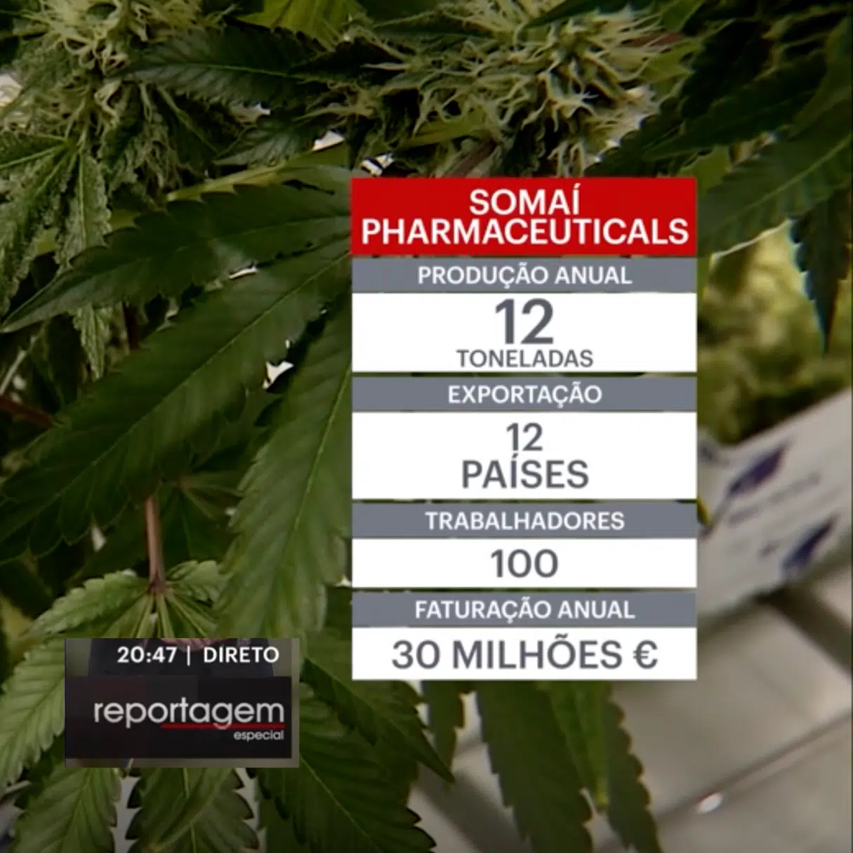 “Portugal está a estabelecer-se como um centro de cultivo e produção de canábis medicinal na Europa” – Michael Sassano, SOMAÍ Pharmaceuticals